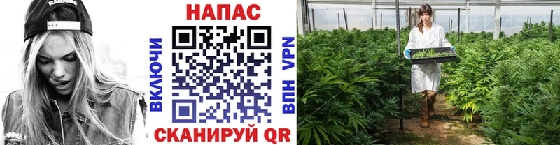 Бошки марихуана Bruce Banner  Купить где  Кодинск 